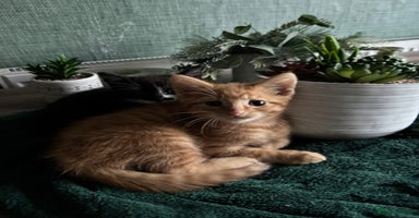 Mixed Breed cats - Advert 12