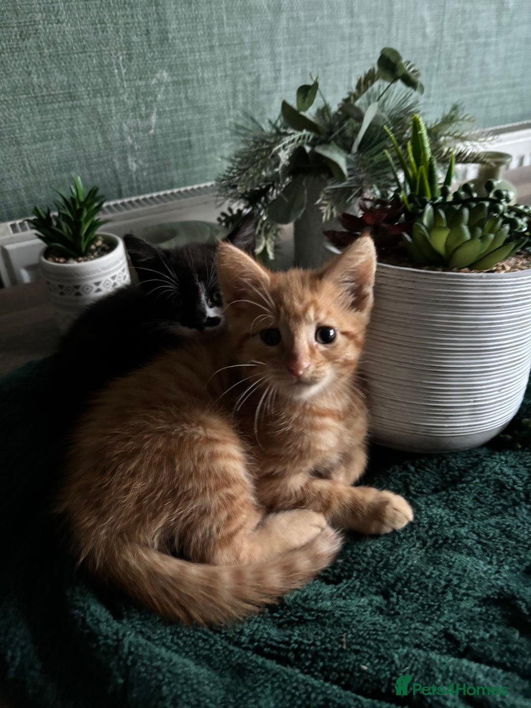 Mixed Breed cats for sale: Adorable kitten - Image 2