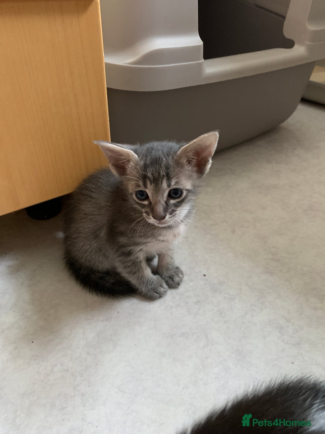 Siamese cats for sale: 3 half Siamese kittens  - Image 12