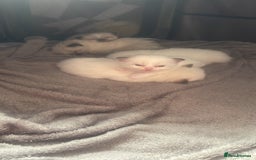 Ragdoll cats for sale: 🩵 Beautiful Ragdoll Kittens Ready at 12 Weeks! 🩵 - Image 27