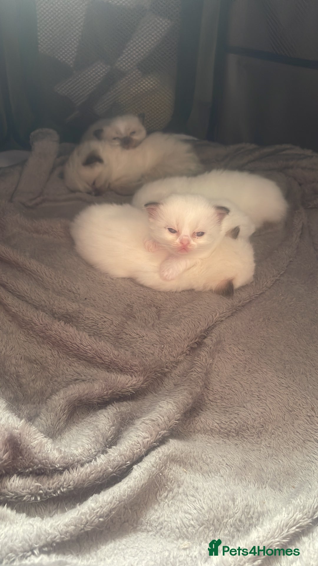 Ragdoll cats for sale: 🩵 Beautiful Ragdoll Kittens Ready at 12 Weeks! 🩵 - Image 27