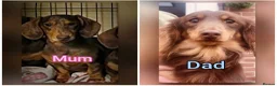 Miniature Dachshund dogs for sale: Miniature dachshunds  - Advert 2