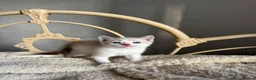 British Shorthair cats for sale: Beautiful litter or British shorthair x kittens   - Advert 7