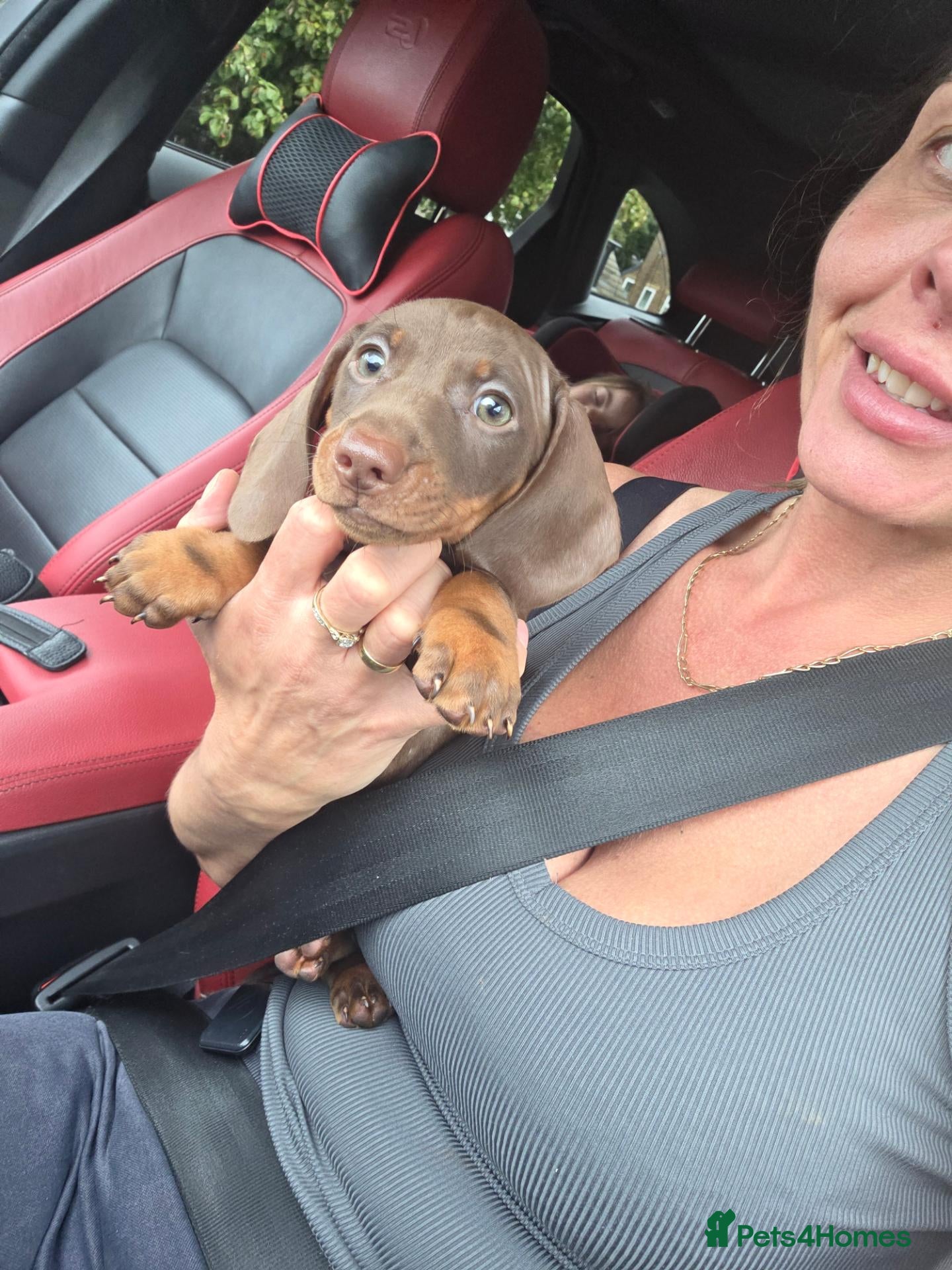 Miniature Dachshund dogs Beautiful choc & tan female - Advert 2
