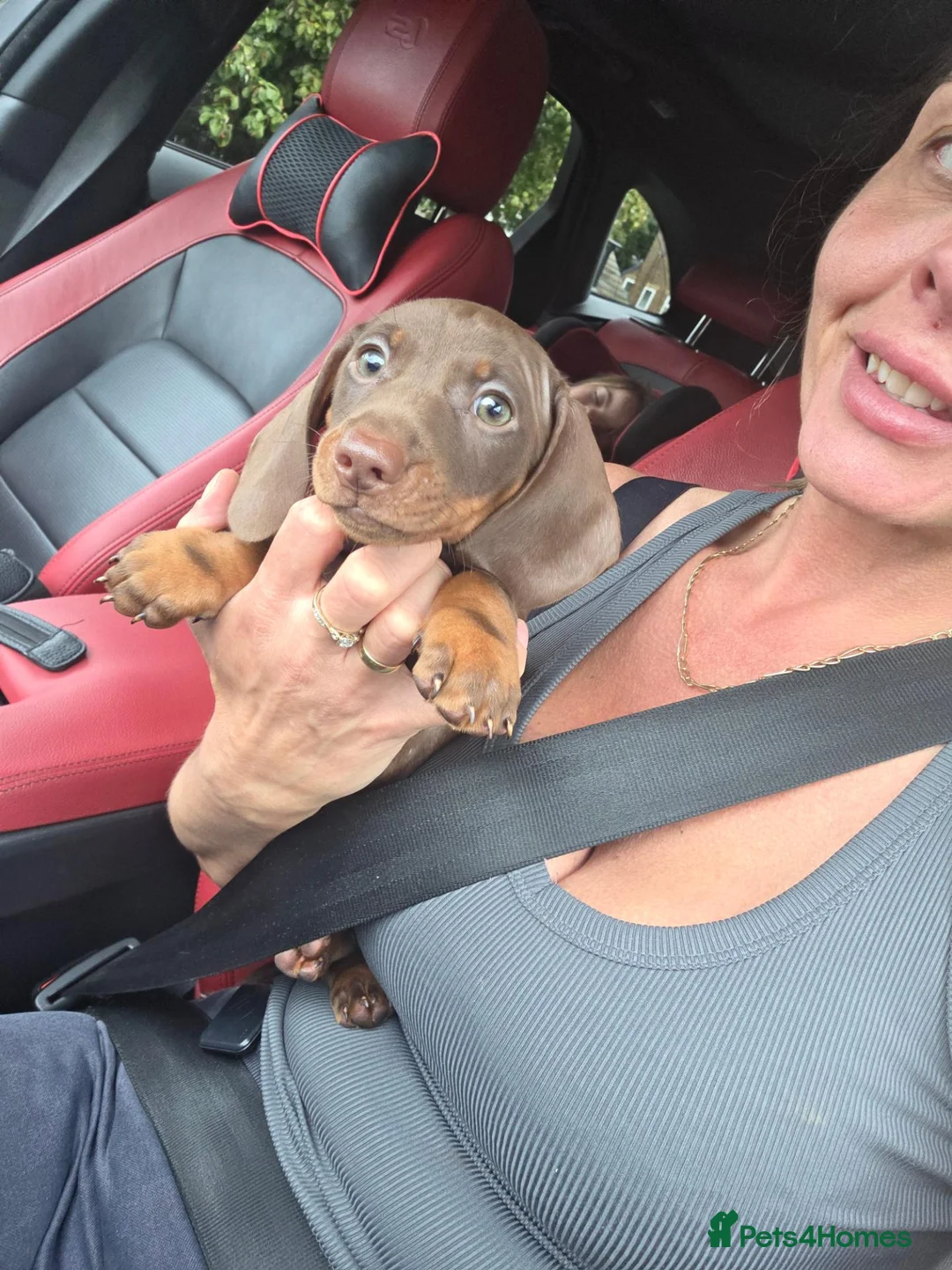 Miniature Dachshund dogs for sale: Beautiful choc & tan female - Advert 2