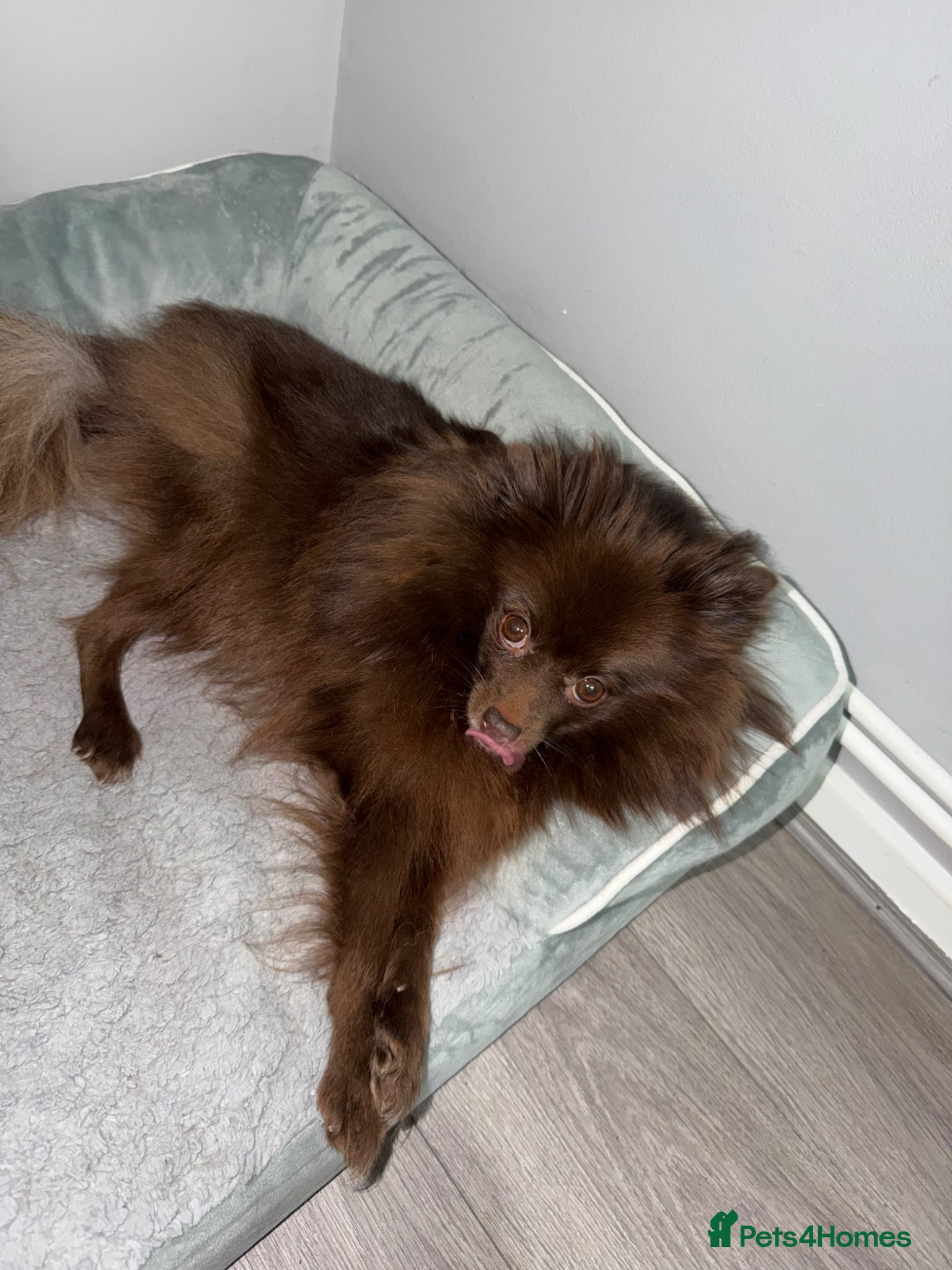 Pomeranian dogs 🐶 2 Stunning Black Boy Pomeranians For Sale🐶 - Advert 2