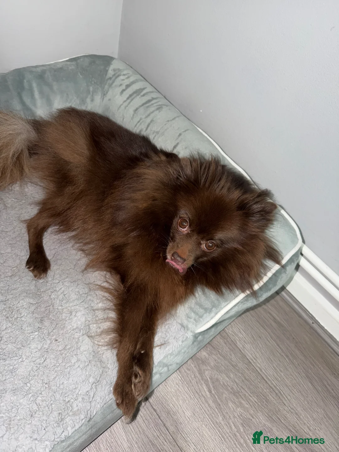 Pomeranian dogs for sale: 🐶 2 Stunning Black Boy Pomeranians For Sale🐶 - Advert 1