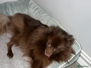 Pomeranian dogs 🐶 2 Stunning Black Boy Pomeranians For Sale🐶 - Advert 2