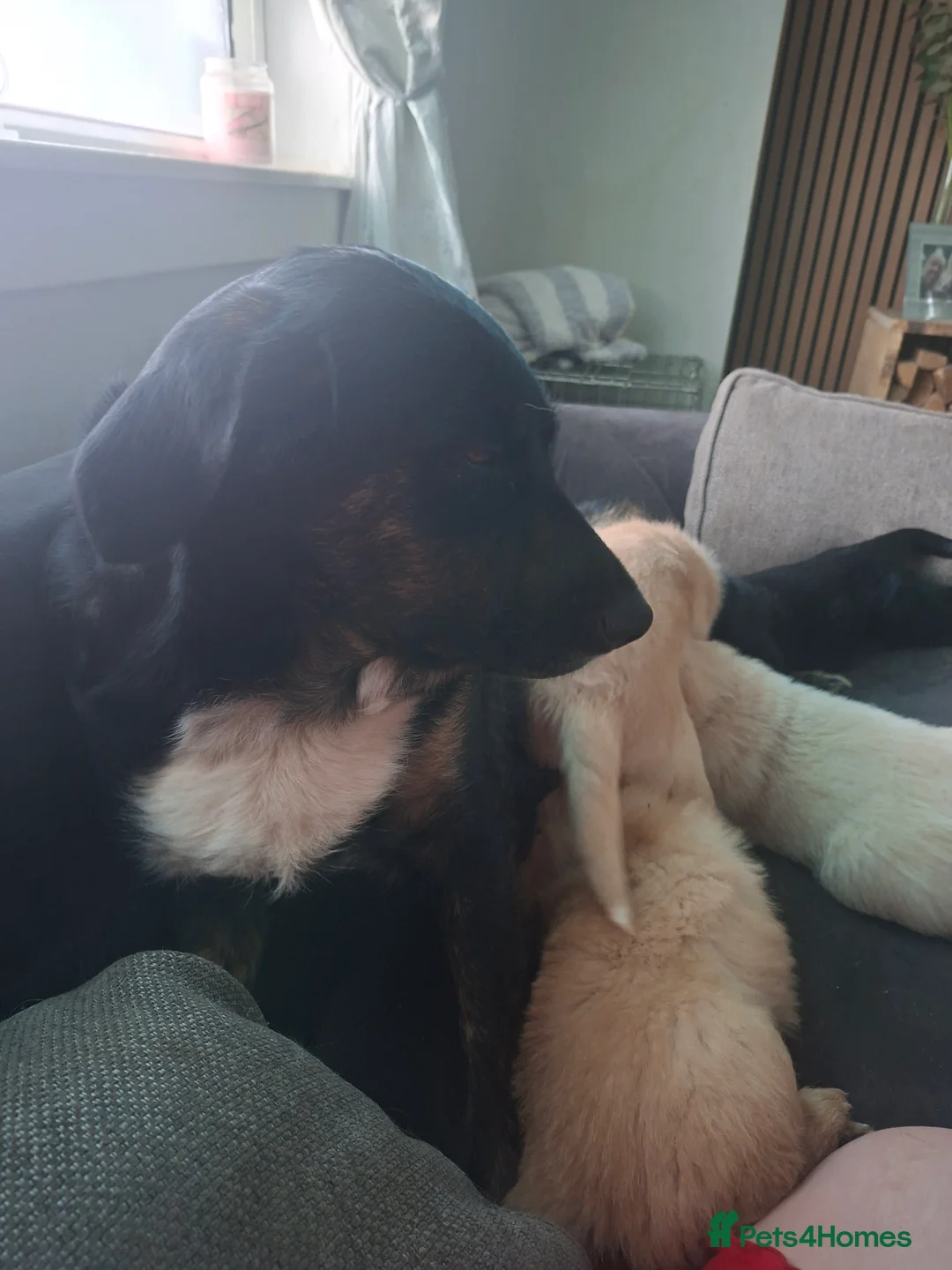 Mixed Breed dogs for sale: F1 BORDER RETREIVER BLACK AND BROWN GIRL - Advert 2