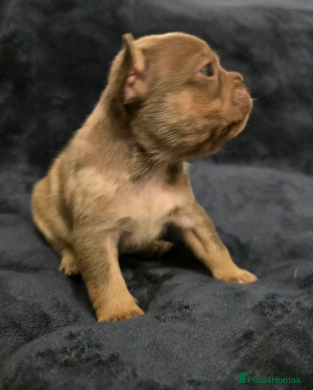 French Bulldog dogs for sale: Chunky Frenchie Puppies  - Advert 33