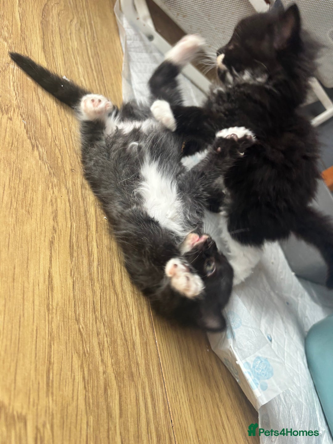 Ragdoll cats for sale: Beautiful ragdoll looking for ther forever home  - Image 7