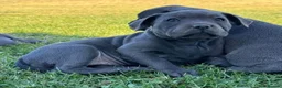 Staffordshire Bull Terrier dogs for sale: Pure blue big chunky pups out for good homes in Crawley - Advert 5