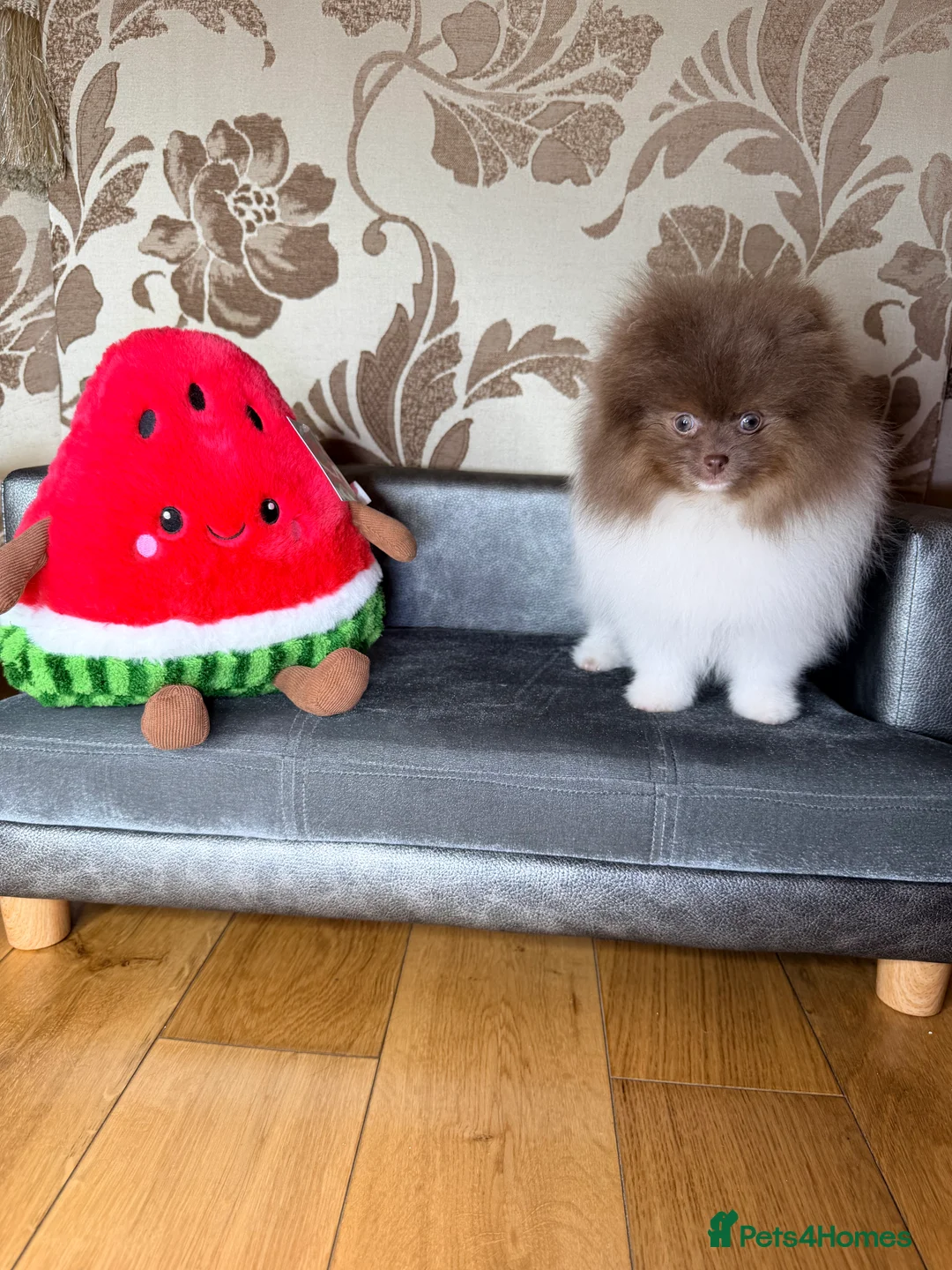 Pomeranian dogs for sale: Exclusive Lilac Party color Pomeranian Boy - Advert 35