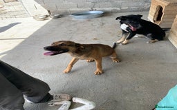 Mixed Breed dogs for adoption: Jenny, 18 months. Available for adoption. - Image 5