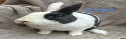 Mixed Breed rabbits for sale: 4 Beautiful baby mix breed bunnies  - Advert 23
