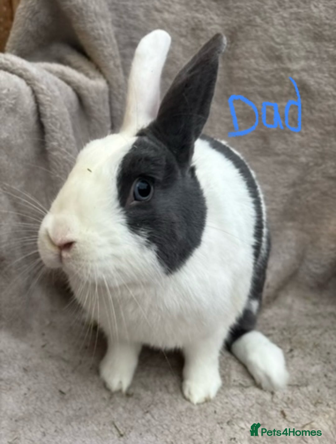 Mixed Breed rabbits for sale: 4 Beautiful baby mix breed bunnies  - Advert 23