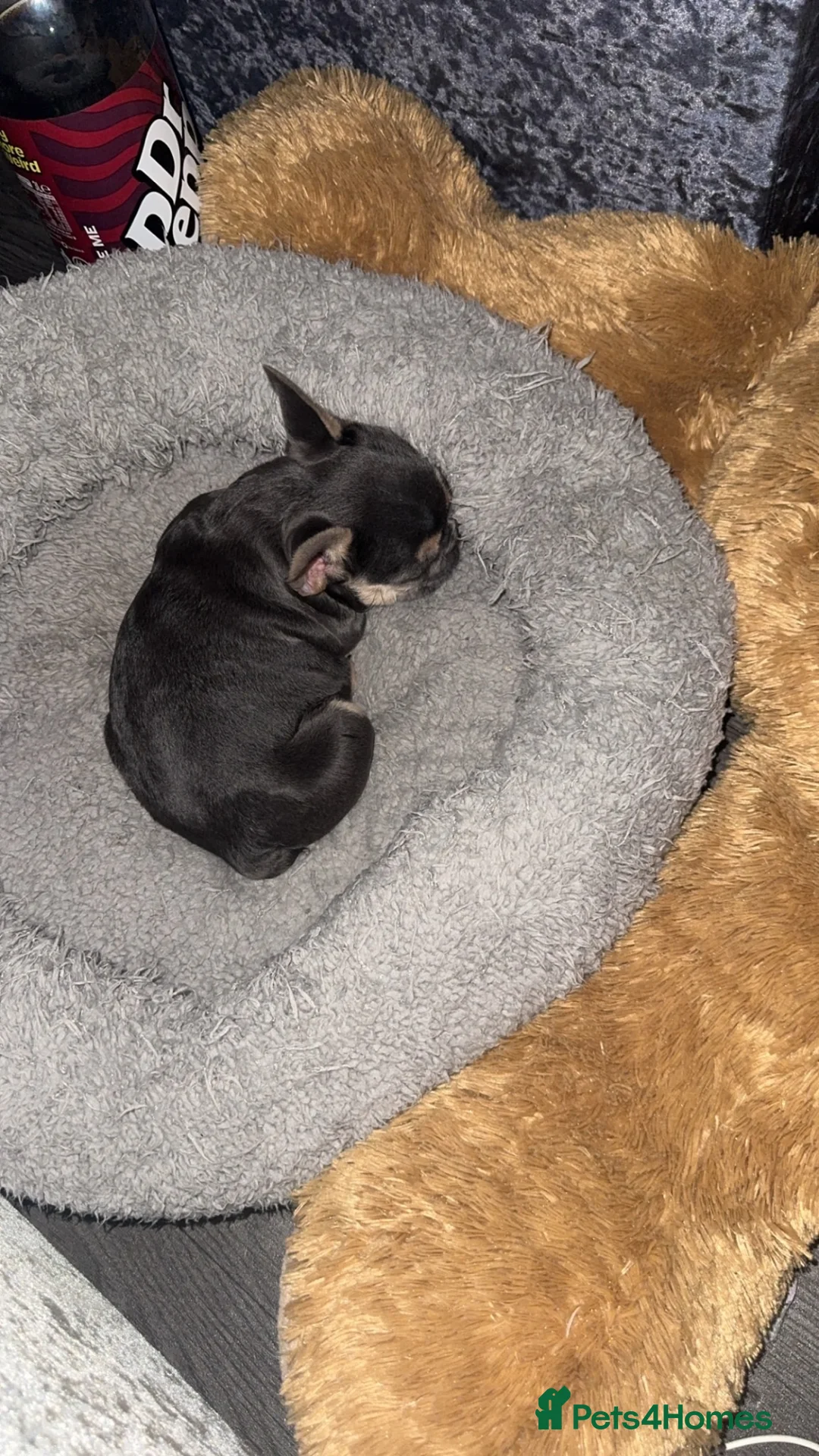French Bulldog dogs for sale: I have a frenchie bull dog puppie  in Leeds - Advert 3