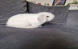 Mini Lop rabbits for sale: ⭐️pure bred minilops - Image 5