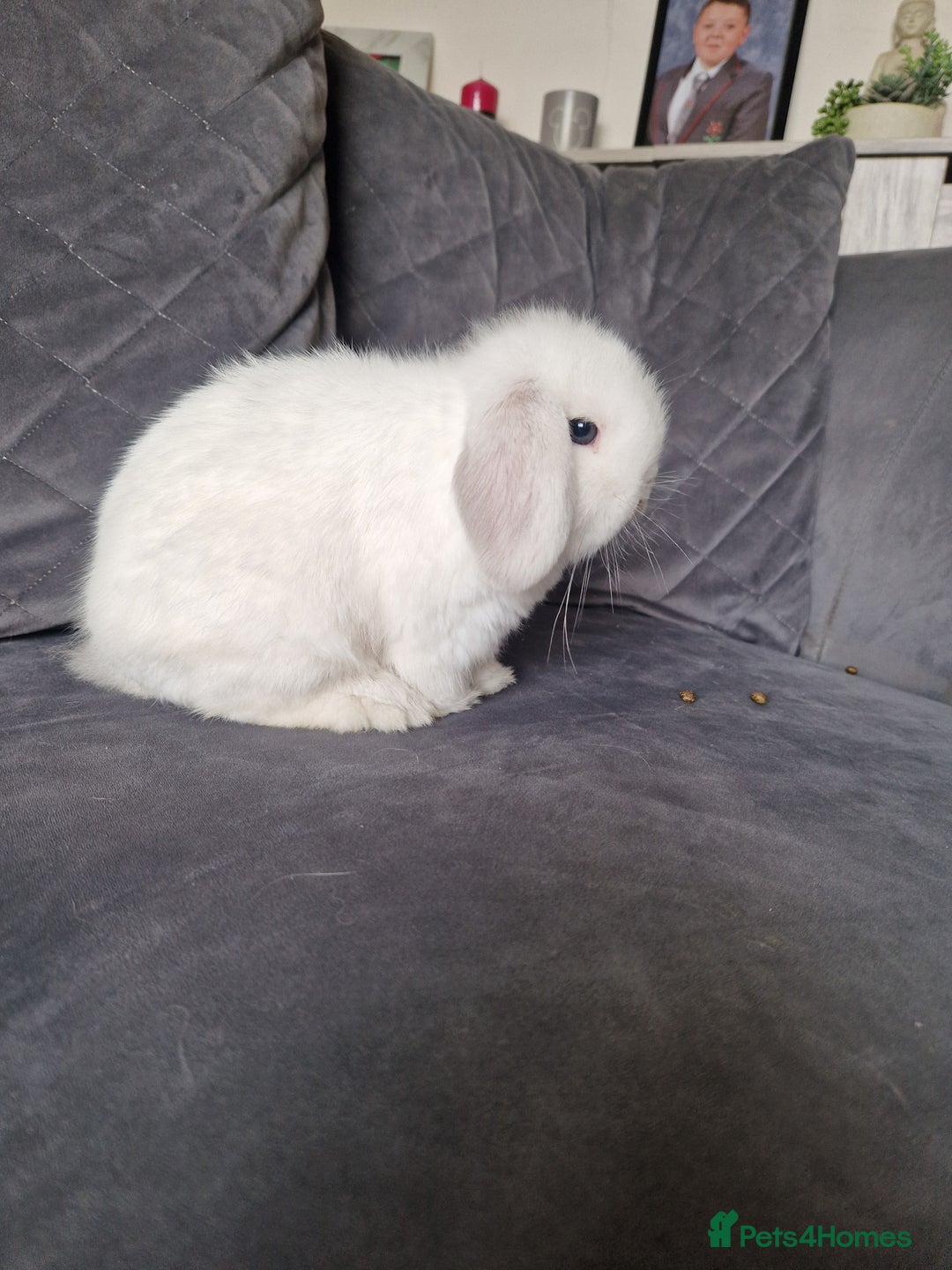 Mini Lop rabbits for sale: ⭐️pure bred minilops - Image 5