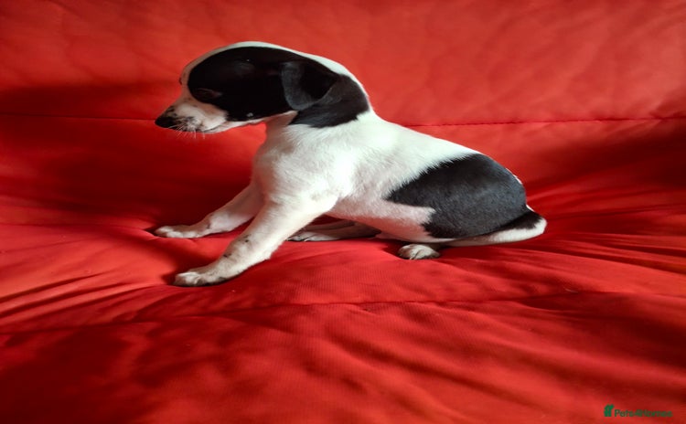 Whippet dogs - Advert 10