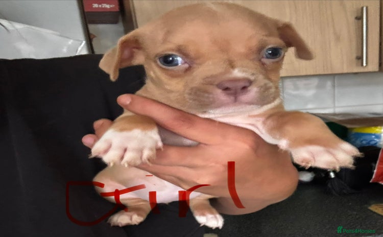 American Bully dogs - Advert 14