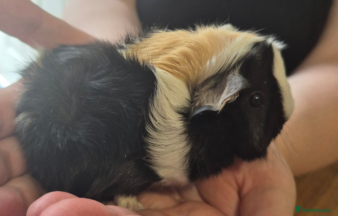 Guinea Pig rodents for sale: Beautiful Female guinea pig  - Image 5