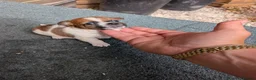 Jack Russell dogs for sale: Mini jack Russell  - Advert 2