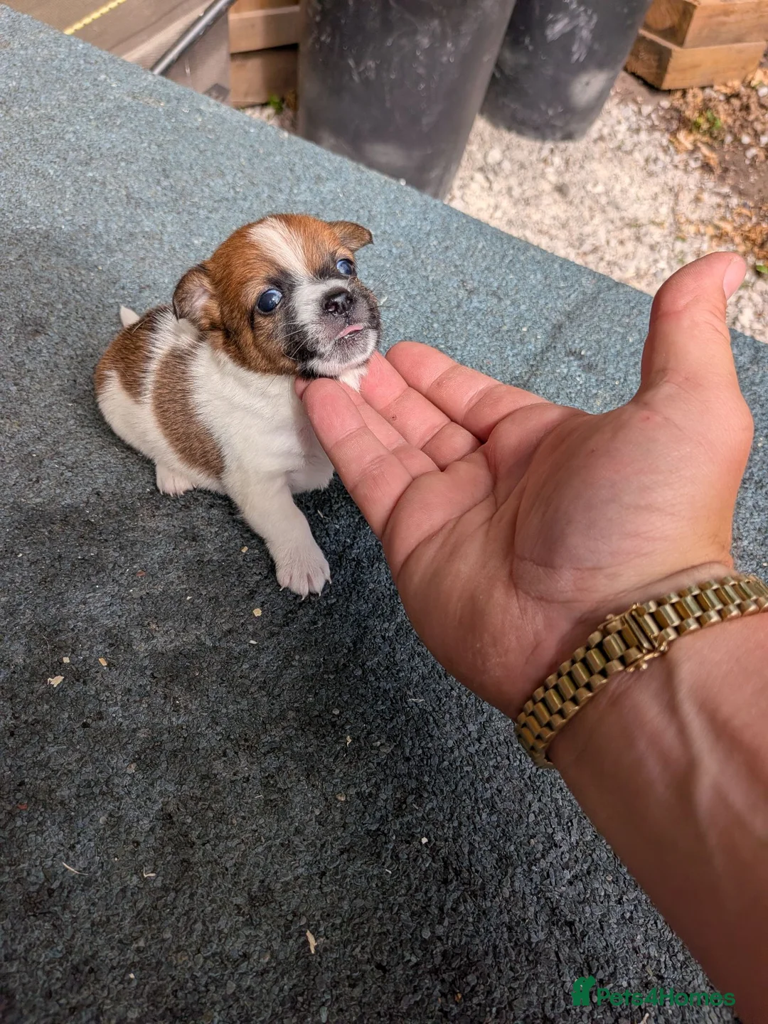 Jack Russell dogs for sale: Mini jack Russell  - Advert 2