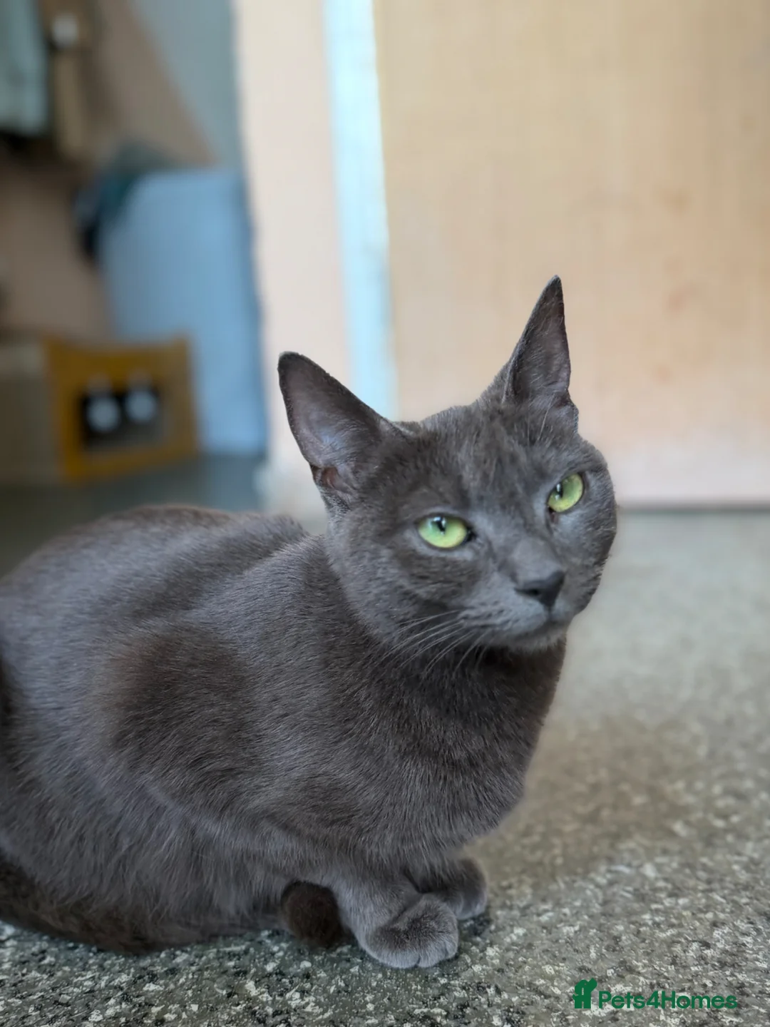 Domestic Shorthair cats for sale: Female Grey Domestic Shorthair- Very friendly in Newport - Advert 2