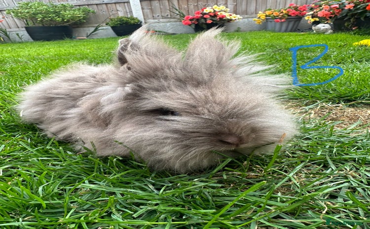 Lionhead rabbits - Advert 3