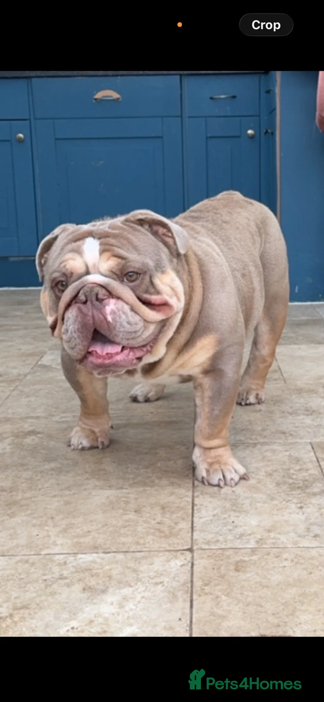 English Bulldog dogs for sale: 3 Year old English BullDog  - Advert 2