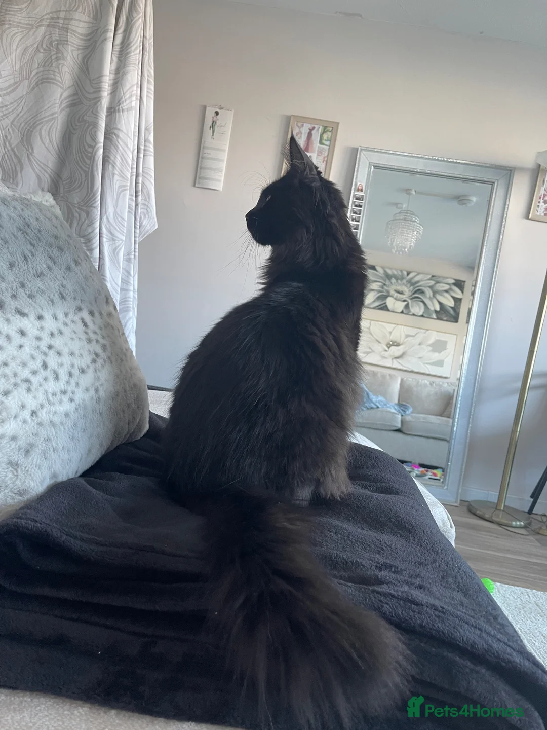 Maine Coon cats for sale: Maine coon kitten - Advert 1
