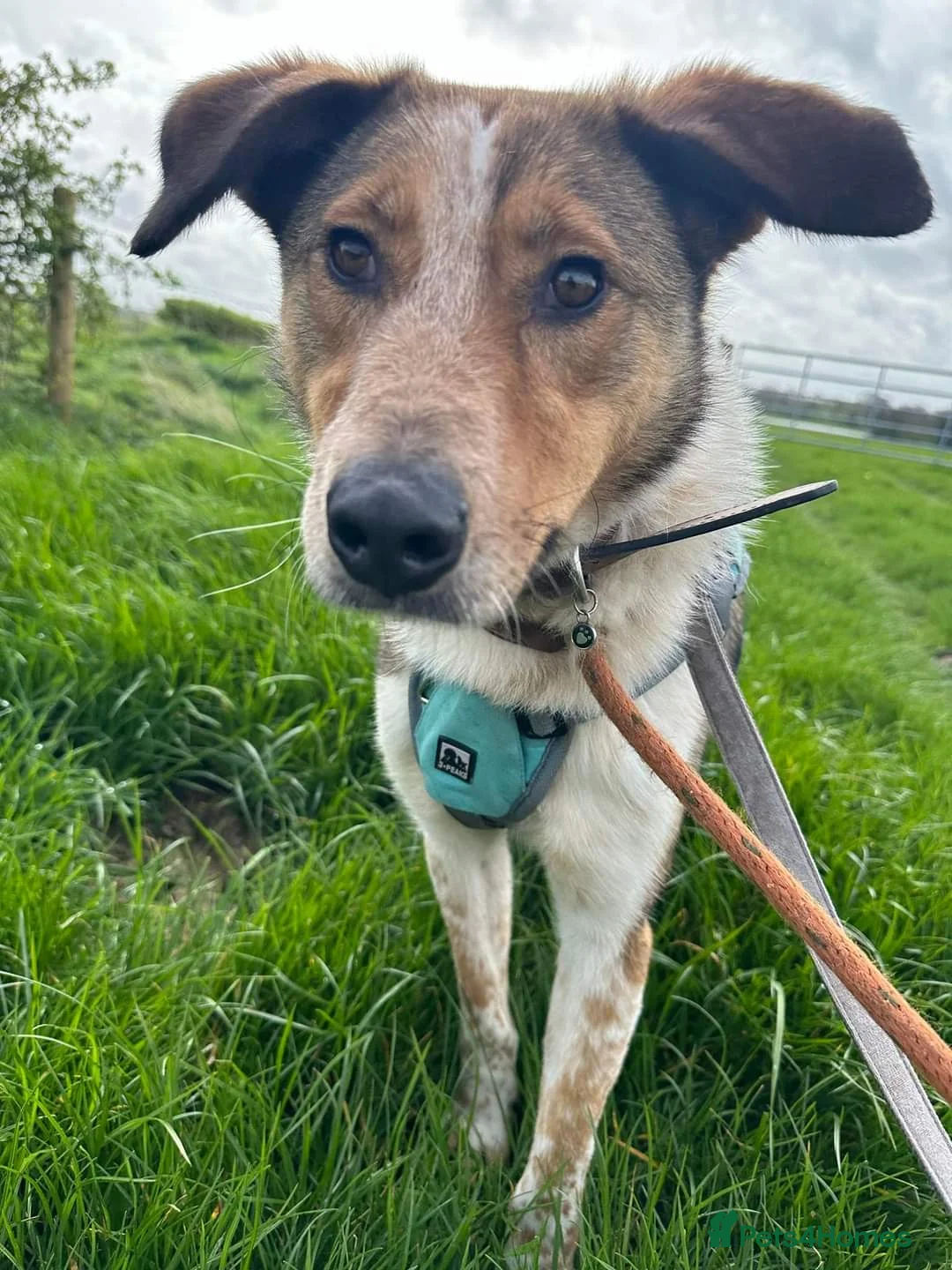 Mixed Breed dogs for adoption: Meet Jiji, currently residing in Cheshire  in Nantwich - Advert 10