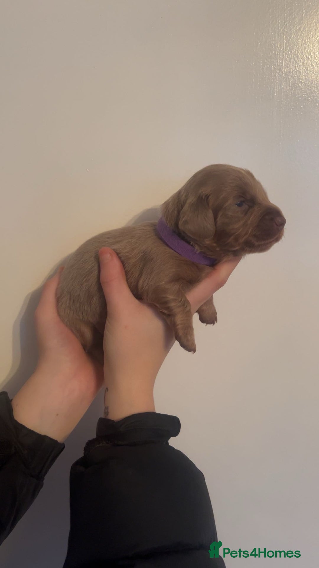 Miniature Dachshund dogs for sale: Miniature long haired adorable dachshunds - Advert 4