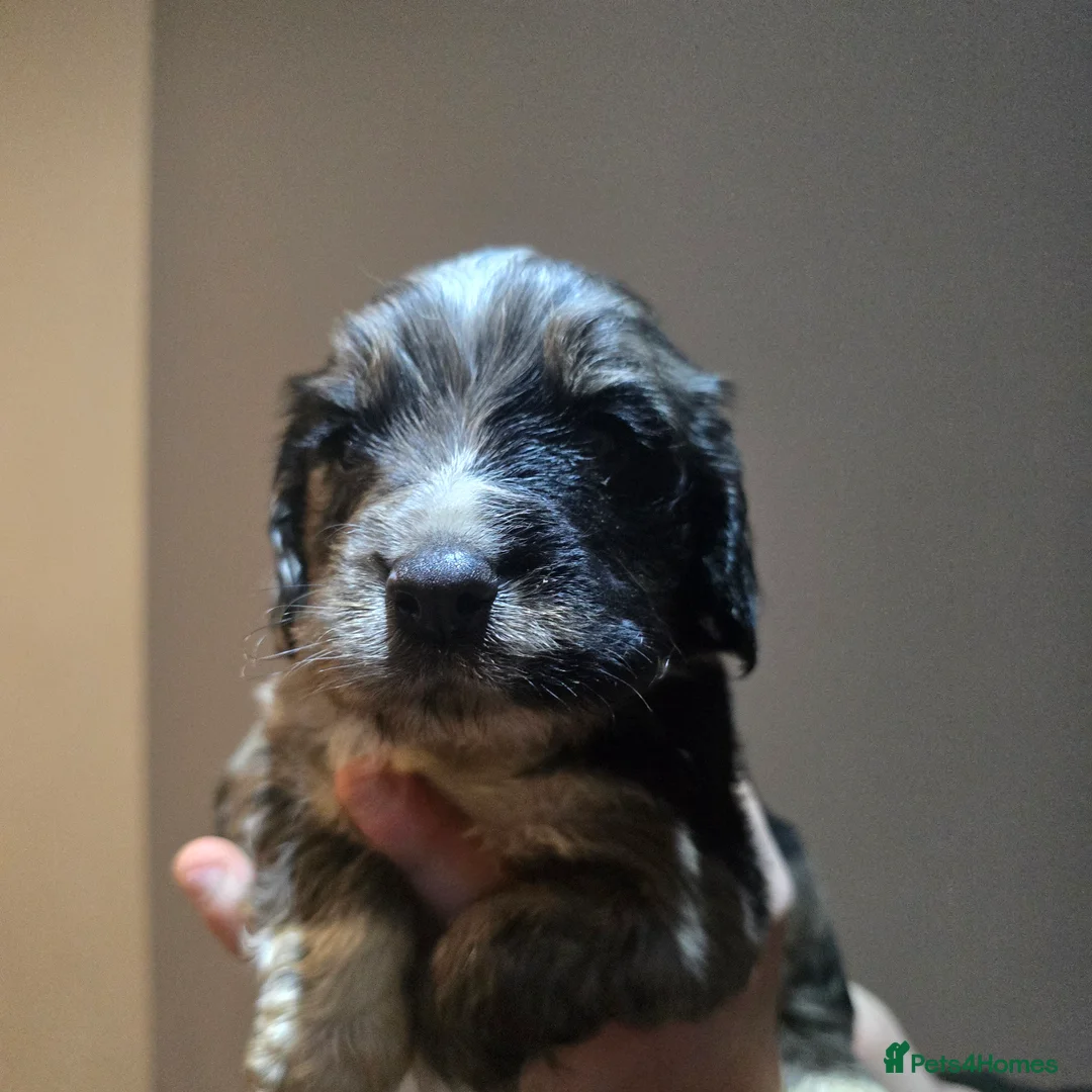 Cocker Spaniel dogs for sale: Cocker spaniel puppies for sale  - Advert 3