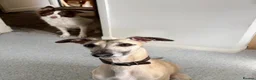 Mixed Breed dogs for sale: Collie x Whippet Pups in Wellingborough - Advert 3