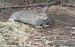 Mixed Breed rabbits for sale: Beautiful baby rabbits, ready for new home. - Image 5