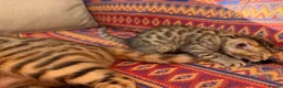 Bengal cats for sale: Kittens in Taunton - Advert 11