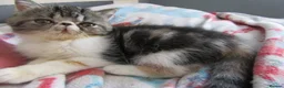 Exotic cats for sale: Super sweet Exotic female kitten READY NOW - Advert 17
