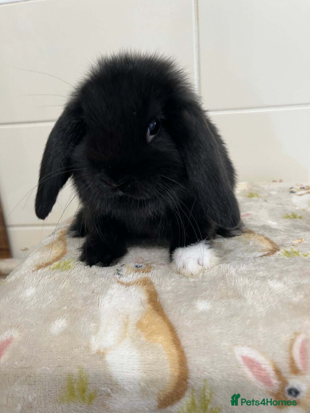 Mini Lop rabbits for sale: BEAUTIFUL MINI LOP BABIES READY NOW  - Image 6