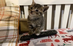 Mixed Breed cats for sale: Male tabby and Calico female  - Advert 11