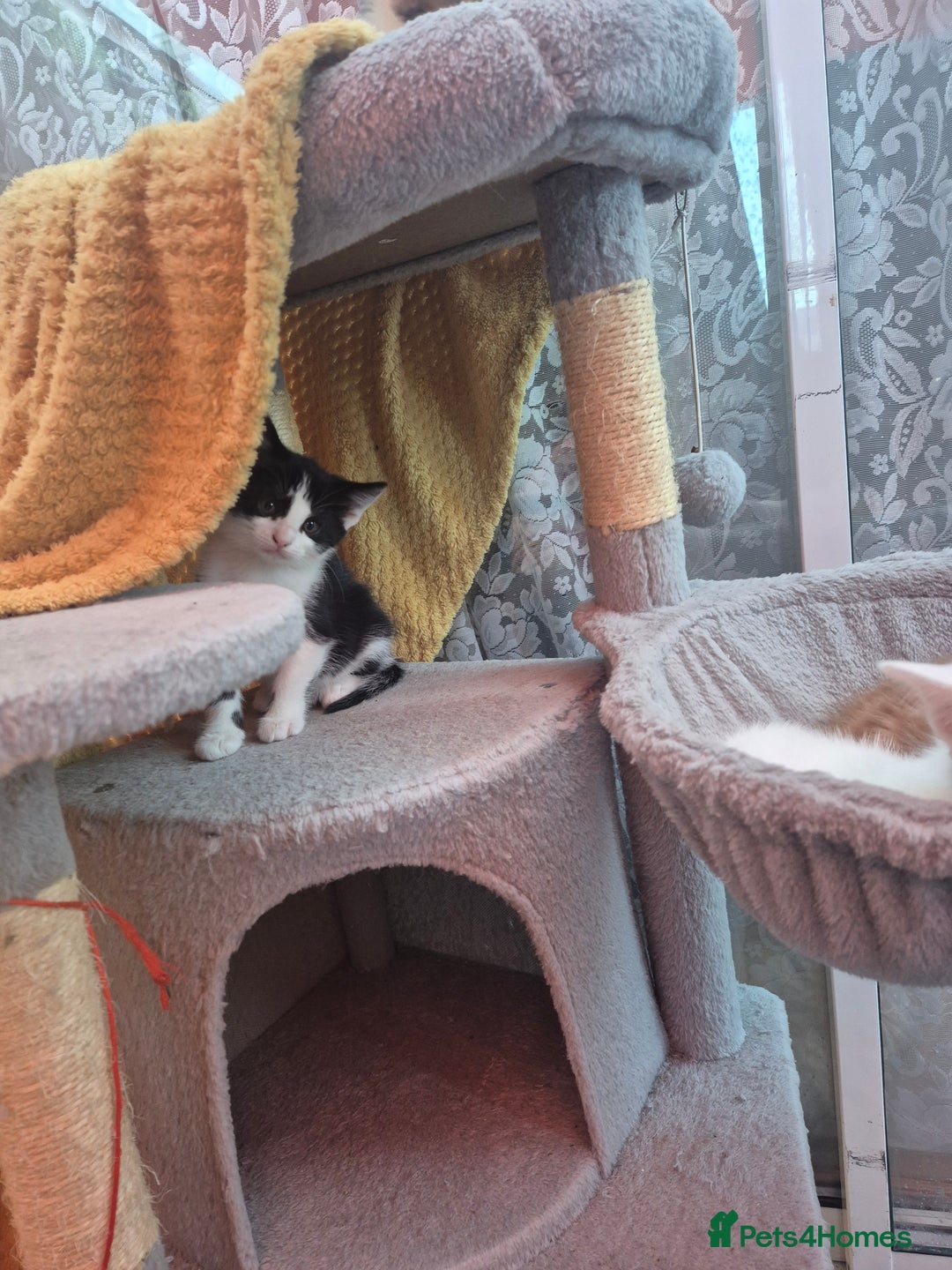 Mixed Breed cats for sale: Cute kitten - Advert 2