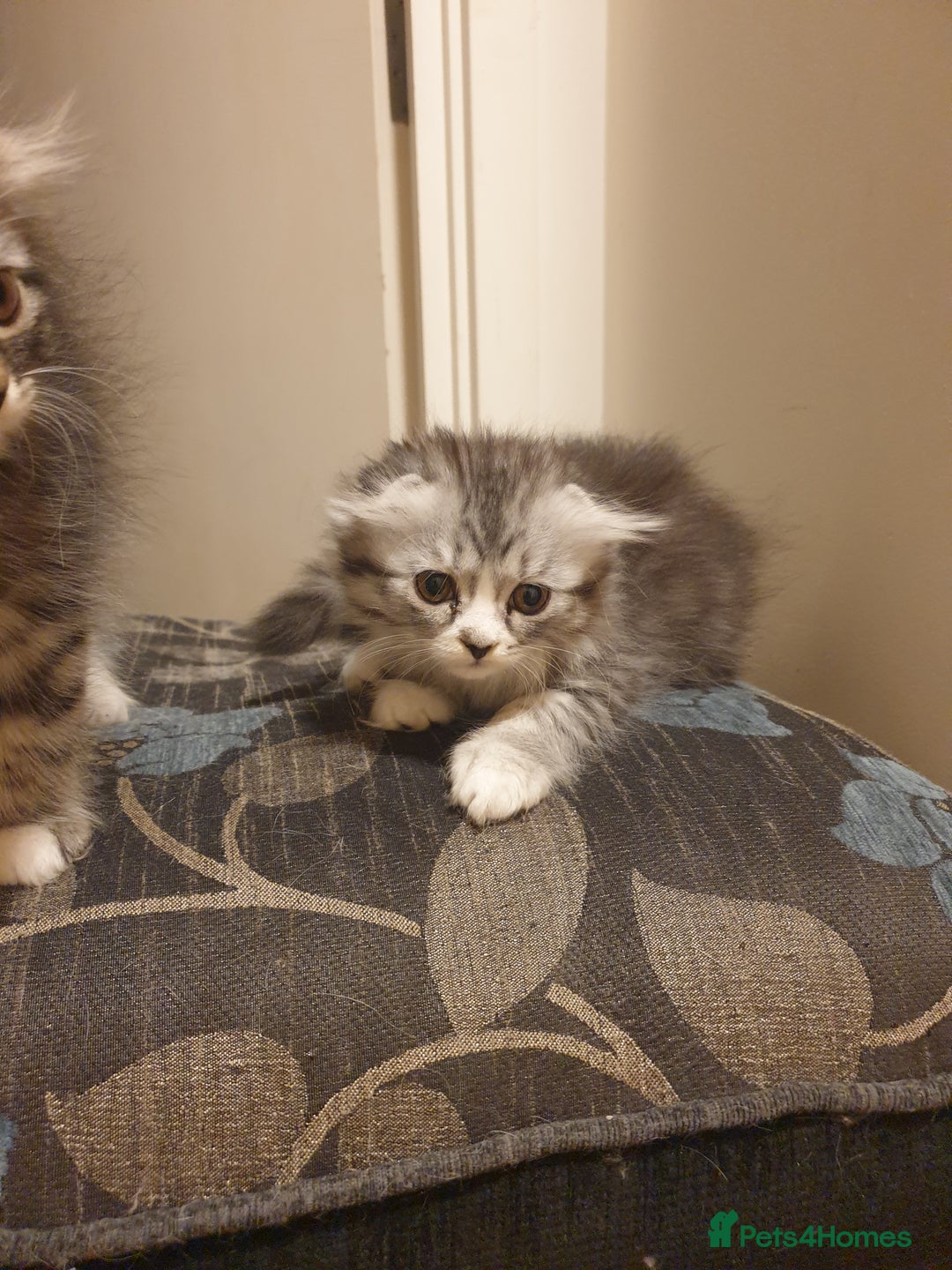 Scottish Fold cats for sale: Adorable kittens❤ - Advert 5