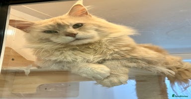 Maine Coon cats - Advert 10