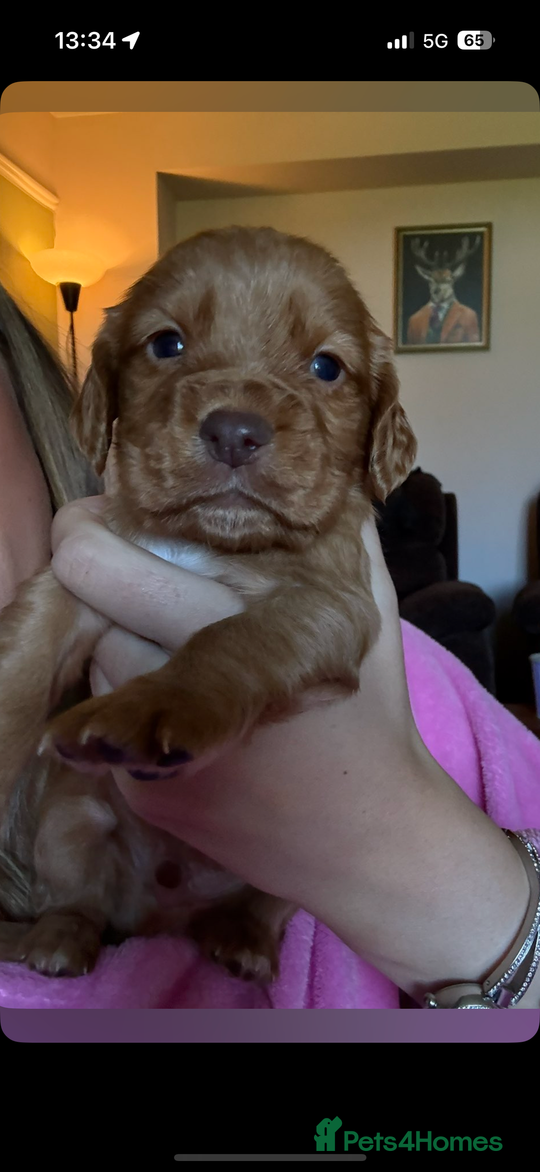Cocker Spaniel dogs for sale: Kc registered Cocker Spaniel  - Image 7