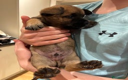 Mixed Breed dogs for sale: Follie (French bulldog / border collie) pups 4sale - Image 15