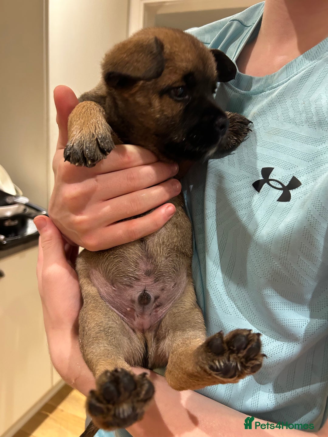 Mixed Breed dogs for sale: Follie (French bulldog / border collie) pups 4sale - Image 15