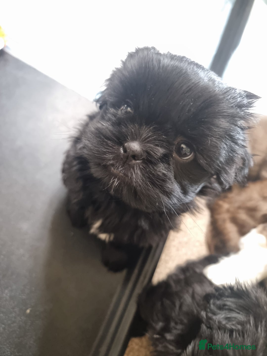 Shih Tzu dogs for sale: Shih tzu - Image 5