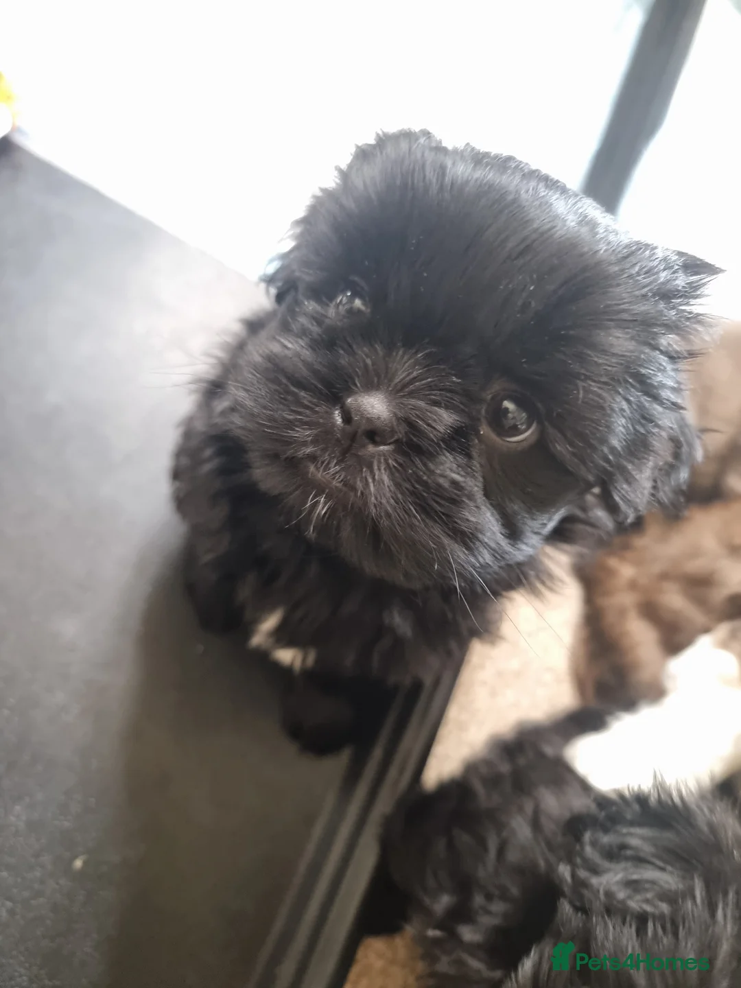 Shih Tzu dogs for sale: Shih tzu - Advert 5