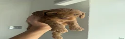 Cockapoo dogs for sale: READY TO LEAVE NOW F1 cockapoo puppies🌟🧬🐾 - Advert 9